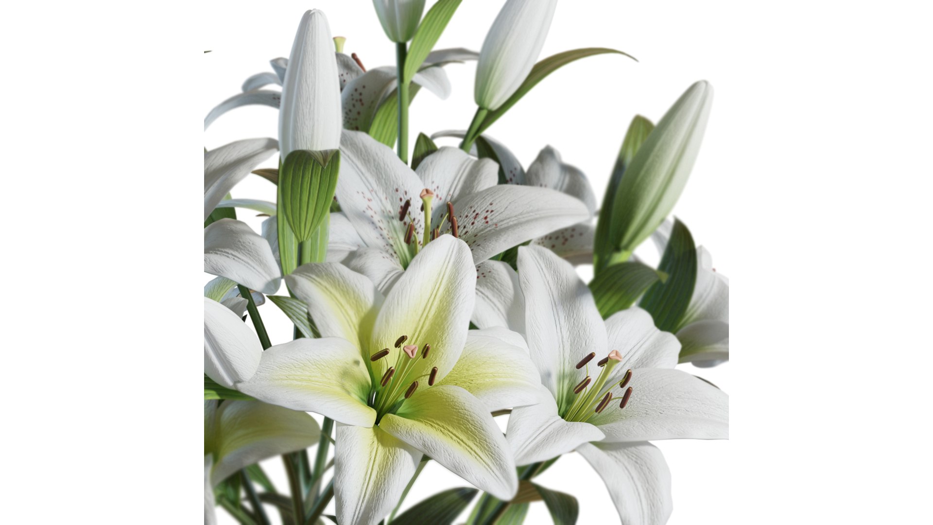 Flower Set 10 - White Lilies Bouquet 3D model https://p.turbosquid.com/ts-thumb/iH/m94OFT/b7/flower_set_10_color_0004/jpg/1651806519/1920x1080/fit_q87/a20e7fc68287814f38840f5ed7b2ab34af42f72a/flower_set_10_color_0004.jpg