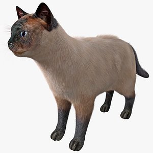 3ds max siamese cat fur