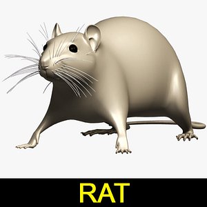 3d model rat