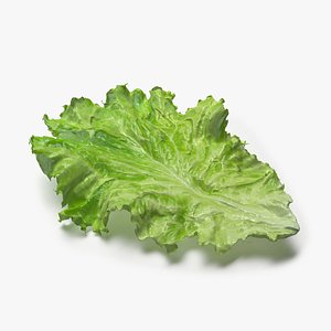 3D Lettuce Leaf model