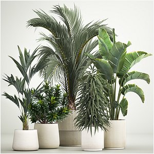 3D Set of plants in pots Strelitzia palm and Dracaena 1223