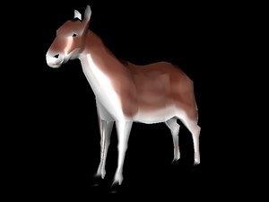 3d model of wild ass