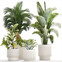 White potted plants Strelitzia Croton bromelia 1444