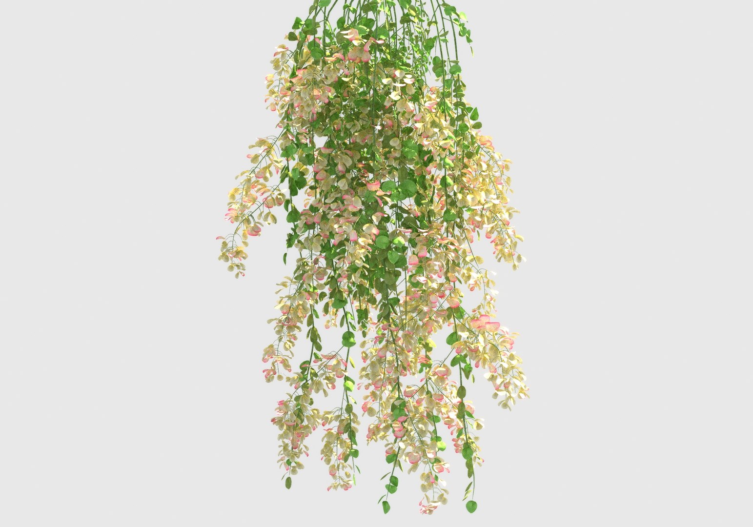 3D Hanging Flowers  Pack model https://p.turbosquid.com/ts-thumb/iI/W0x6Hd/KU/2234/jpg/1658337091/1920x1080/fit_q87/f02f6f0268249988e9991f9a2ac7486498926ecf/2234.jpg