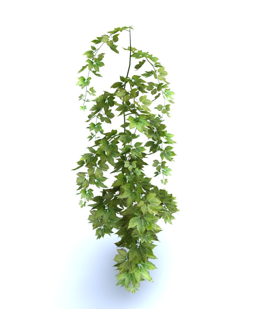 3D Hanging Flowers  Pack model https://p.turbosquid.com/ts-thumb/iI/W0x6Hd/e4/778678887/jpg/1507219365/1920x1080/fit_q87/df8ecc7d87ba6db013c404d349bee099a8f510af/778678887.jpg