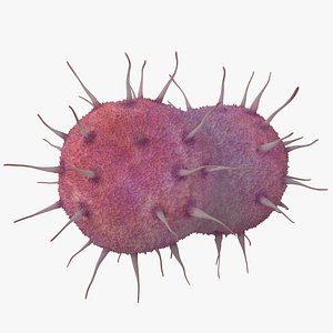 Neisseria Gonorrhoeae Bacteria