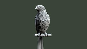 3D model Bird