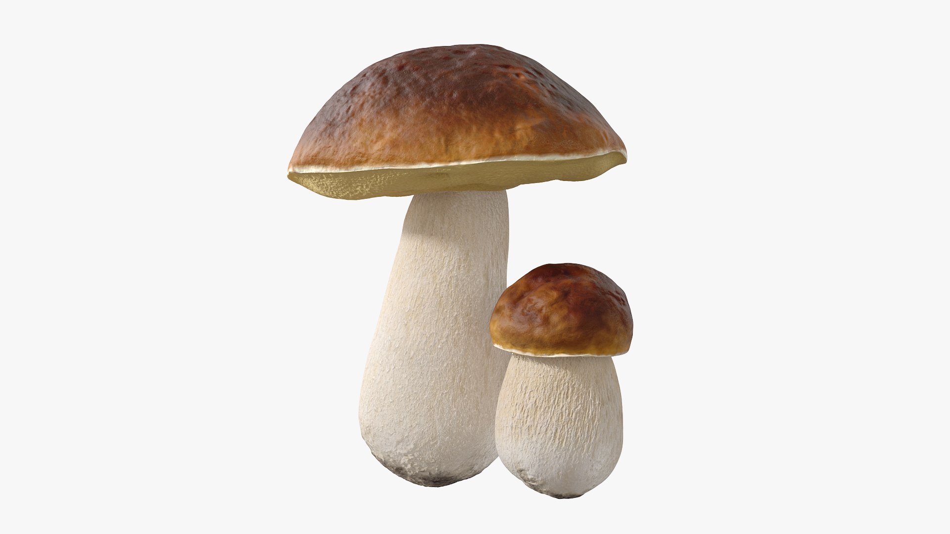 Boletus Edulis 3D model preview