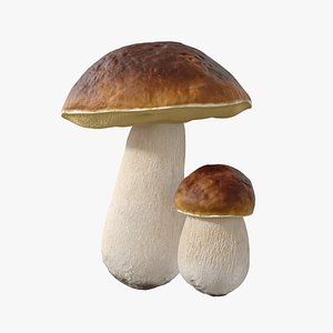 Boletus Edulis model