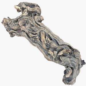 3D scan of the tree trunk 3D model