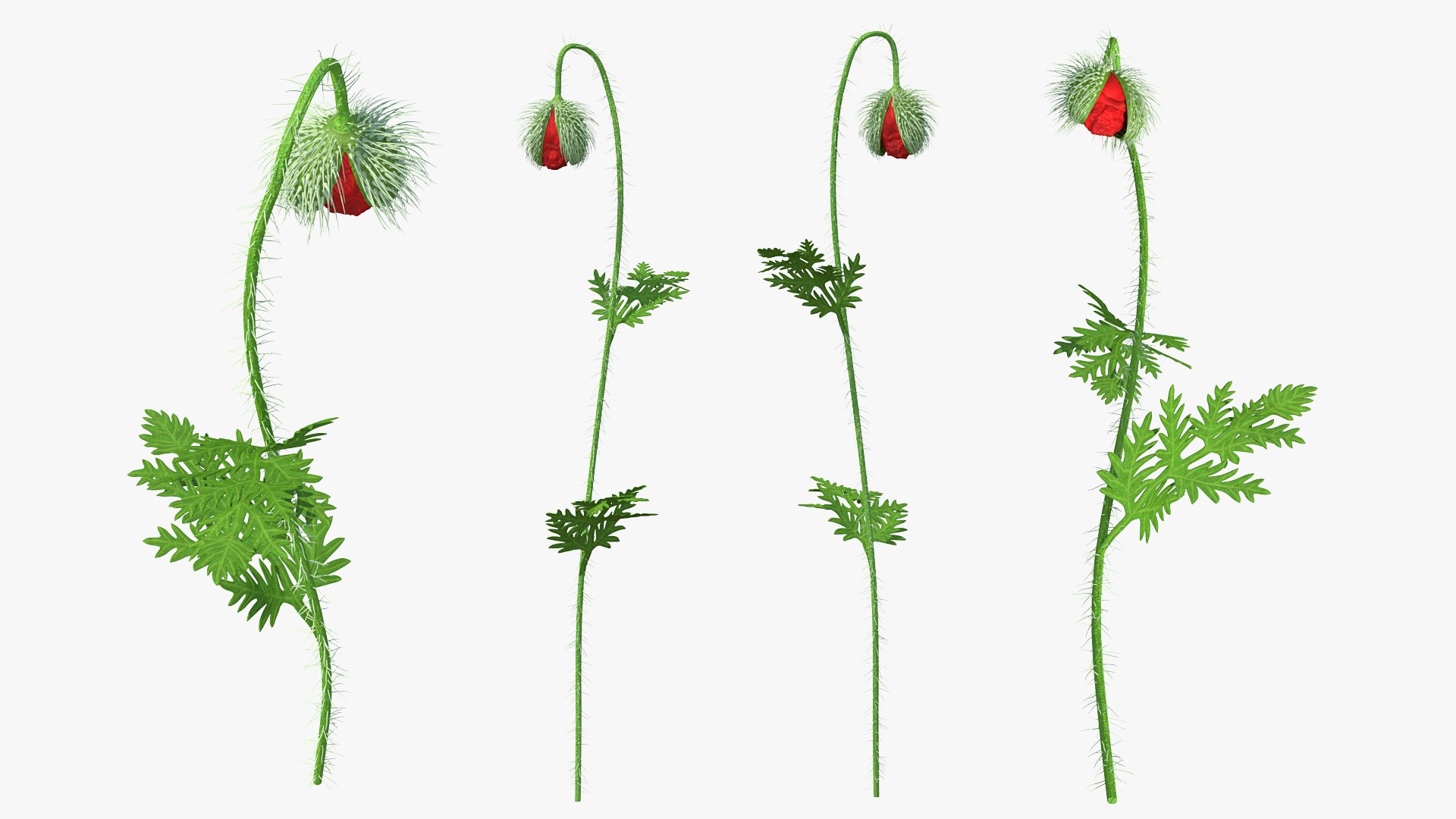 3D poppy flower plant bud https://p.turbosquid.com/ts-thumb/iI/vRPArM/1alKyODQ/poppyflowerplantbudvray3dmodel001/jpg/1592948806/1920x1080/fit_q87/ca2f68fa5dc29e73ffc57a1d217b6cf951bd00e0/poppyflowerplantbudvray3dmodel001.jpg