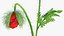 3D poppy flower plant bud