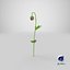 3D poppy flower plant bud