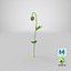 3D poppy flower plant bud