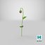 3D poppy flower plant bud