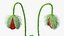 3D poppy flower plant bud