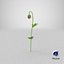 3D poppy flower plant bud