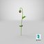 3D poppy flower plant bud
