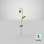3D poppy flower plant bud
