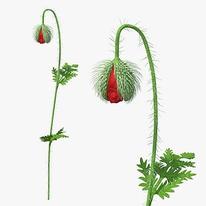 3D poppy flower plant bud