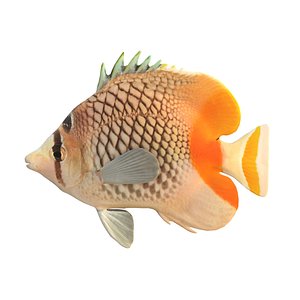 3D Pearlscale Crosshatch Butterflyfish