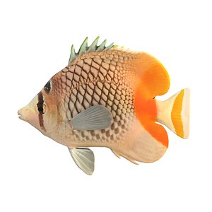 Pearlscale Crosshatch Butterflyfish