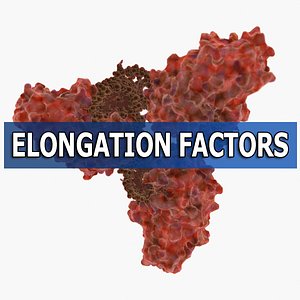 maya elongation factors