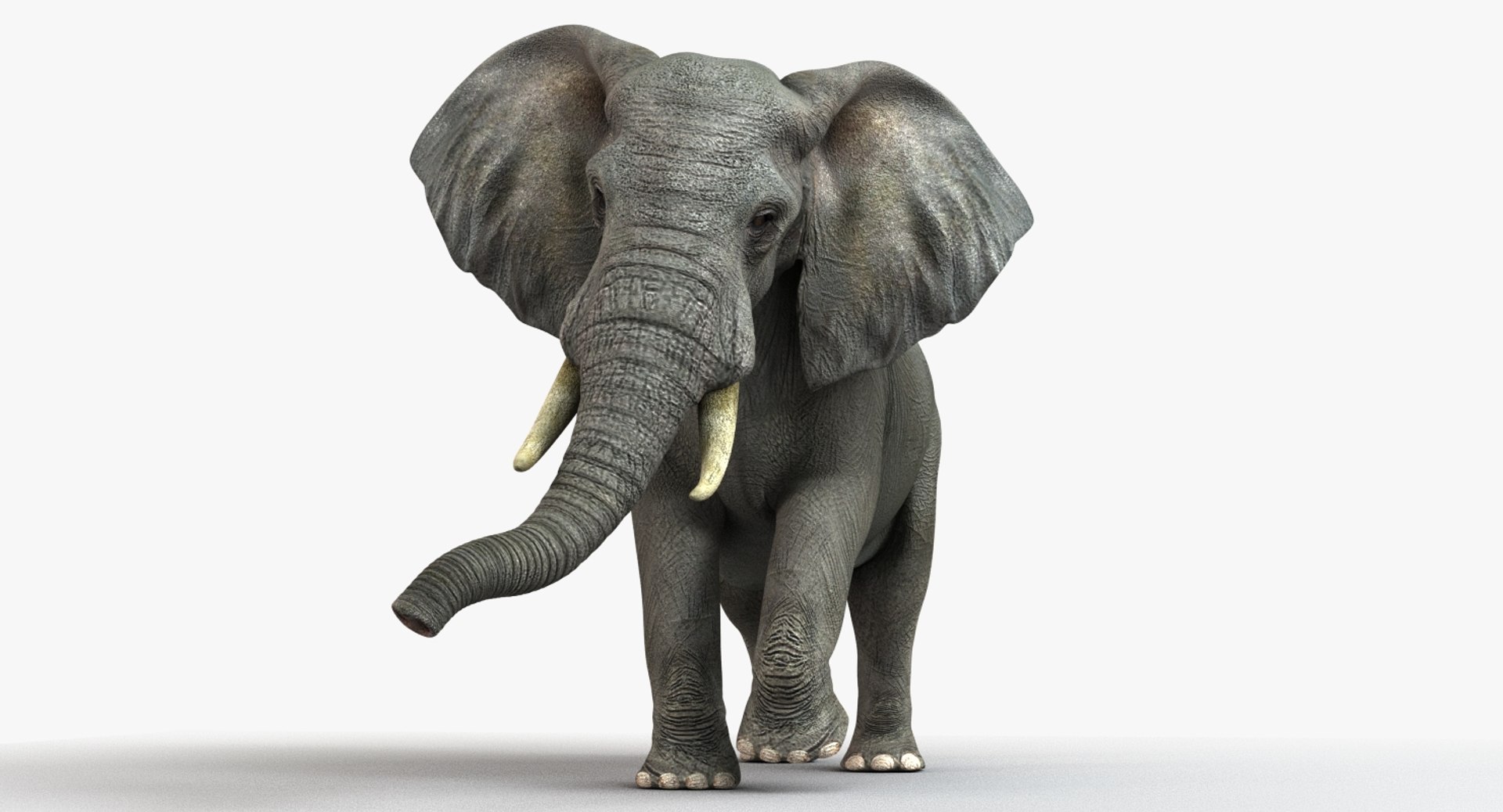 Photorealistic African Elephant 3d Model