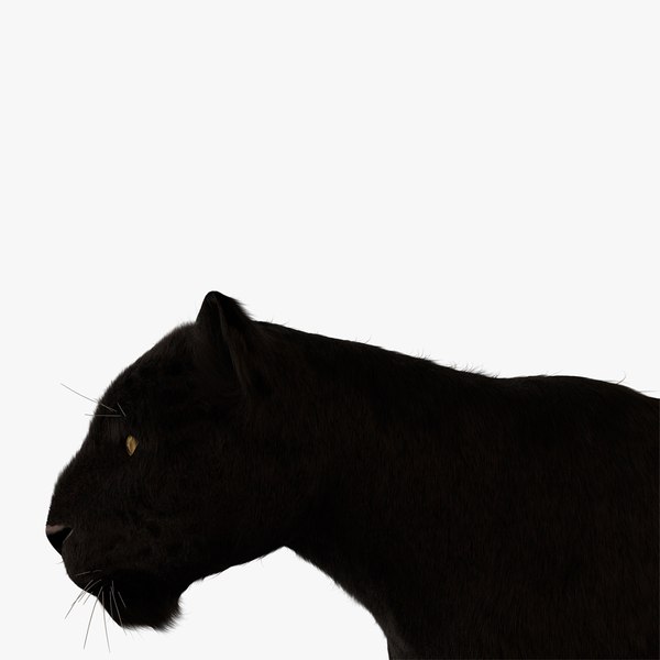 vary black leopard fur model