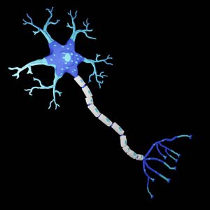 3D Neuron Cell model