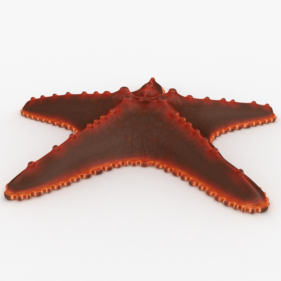 sea star 3d 3ds https://p.turbosquid.com/ts-thumb/iJ/GqpSJS/vPVHuHu6/seastar_rr_05/jpg/1484806734/1920x1080/fit_q87/f8feeb419a9c584efe5ce8e68d8bd8c21c1cdc7e/seastar_rr_05.jpg