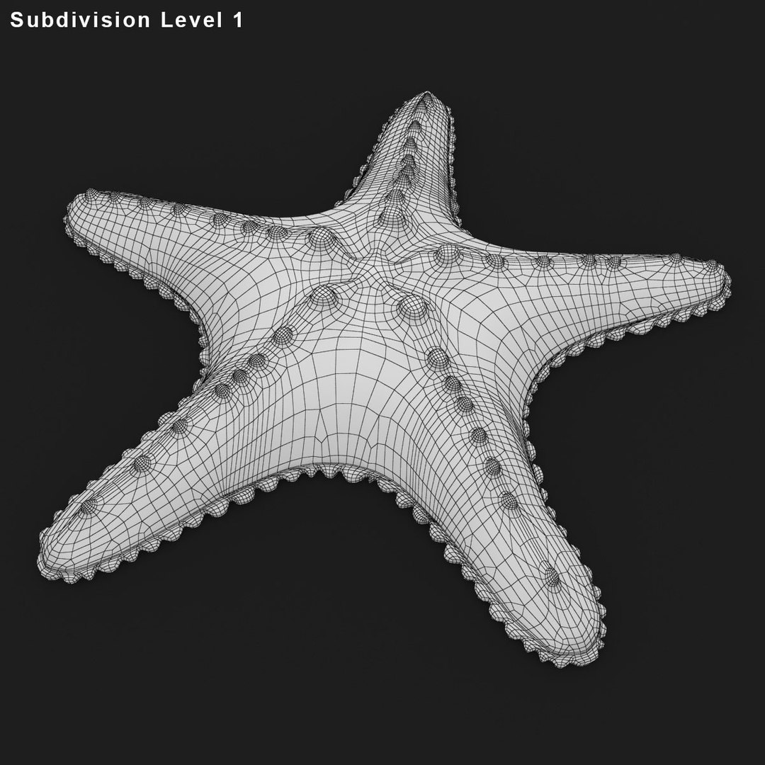 sea star 3d 3ds https://p.turbosquid.com/ts-thumb/iJ/GqpSJS/wuwJR0Wo/seastar_rr_26/jpg/1484806734/1920x1080/fit_q87/e23aebafc03d64e22f23a273cbd269f488ce65e8/seastar_rr_26.jpg
