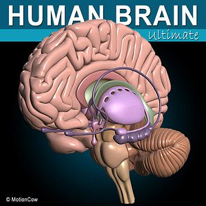 Human Brain Ultimate