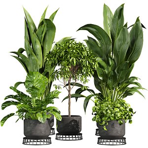 plant vol 809 - indoor - leaf - monstera - peace - lily - pothos model