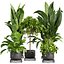 plant vol 809 - indoor - leaf - monstera - peace - lily - pothos