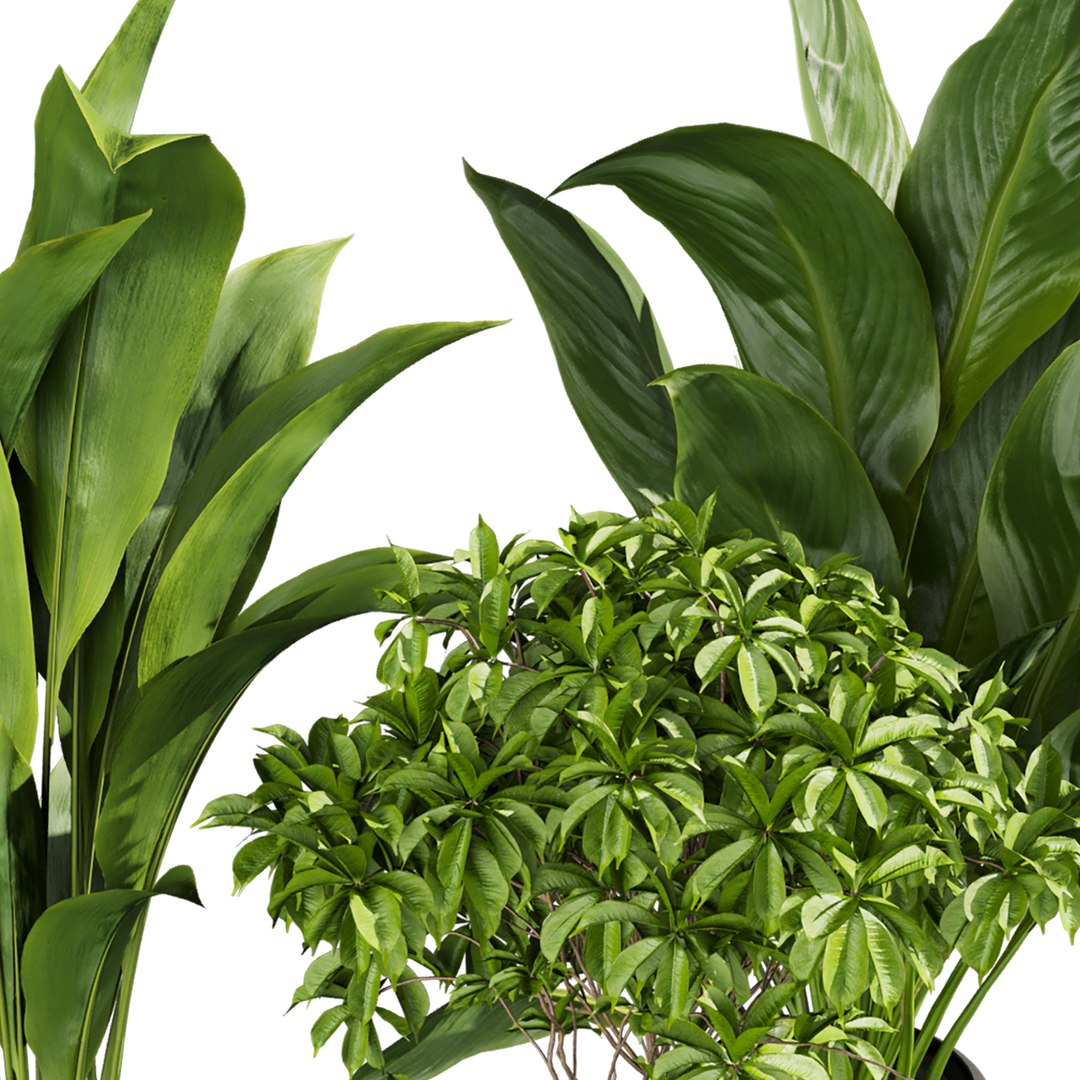 plant vol 809 - indoor - leaf - monstera - peace - lily - pothos model https://p.turbosquid.com/ts-thumb/iJ/RMCxua/Q6/4/jpg/1767216767/1920x1080/fit_q87/361e56b95cccaace176b6abeccb6cc9bf9cda2a1/4.jpg