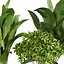 plant vol 809 - indoor - leaf - monstera - peace - lily - pothos
