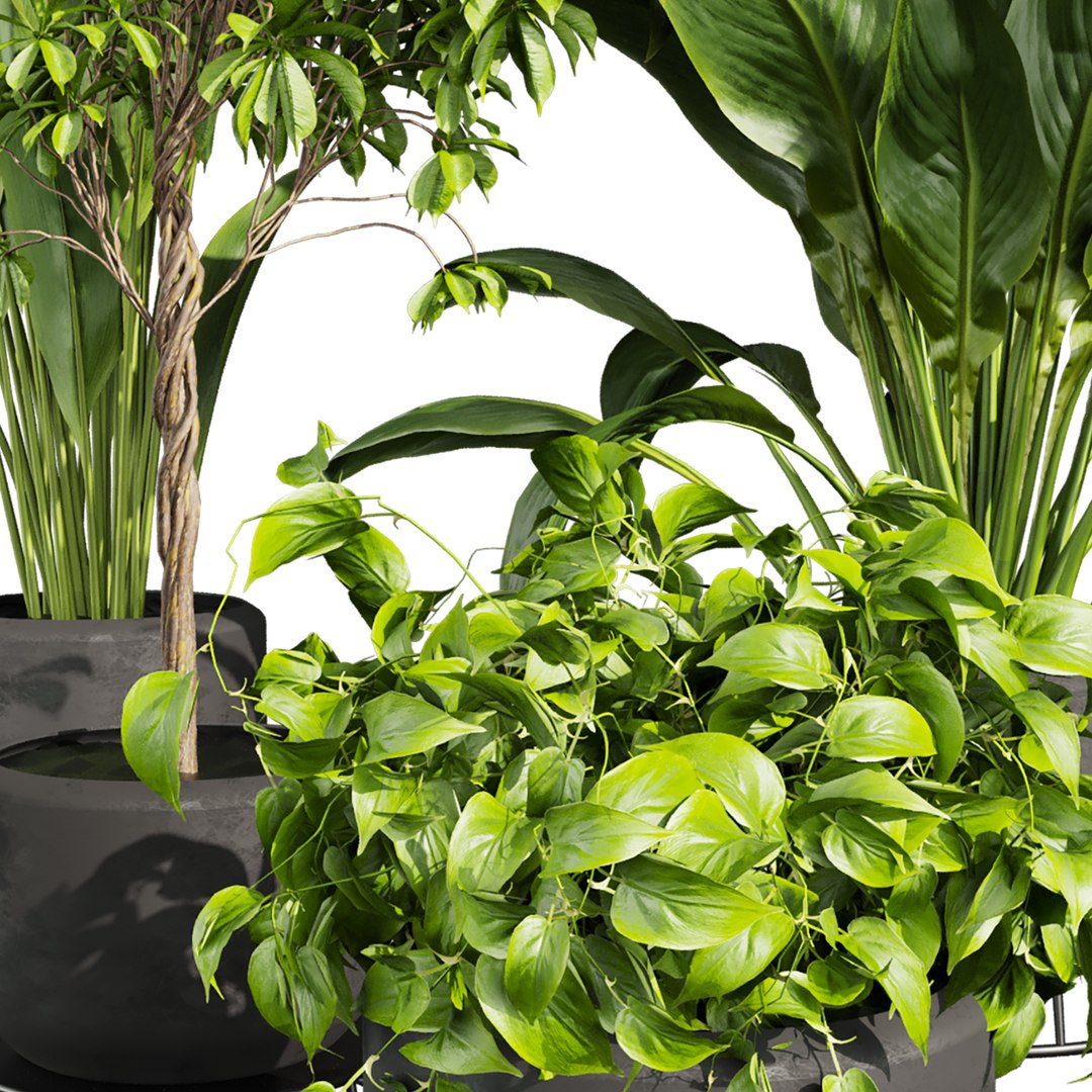 plant vol 809 - indoor - leaf - monstera - peace - lily - pothos model https://p.turbosquid.com/ts-thumb/iJ/RMCxua/sa/5/jpg/1767216768/1920x1080/fit_q87/7da5c092772883546e0a454538e12c779cad8da3/5.jpg