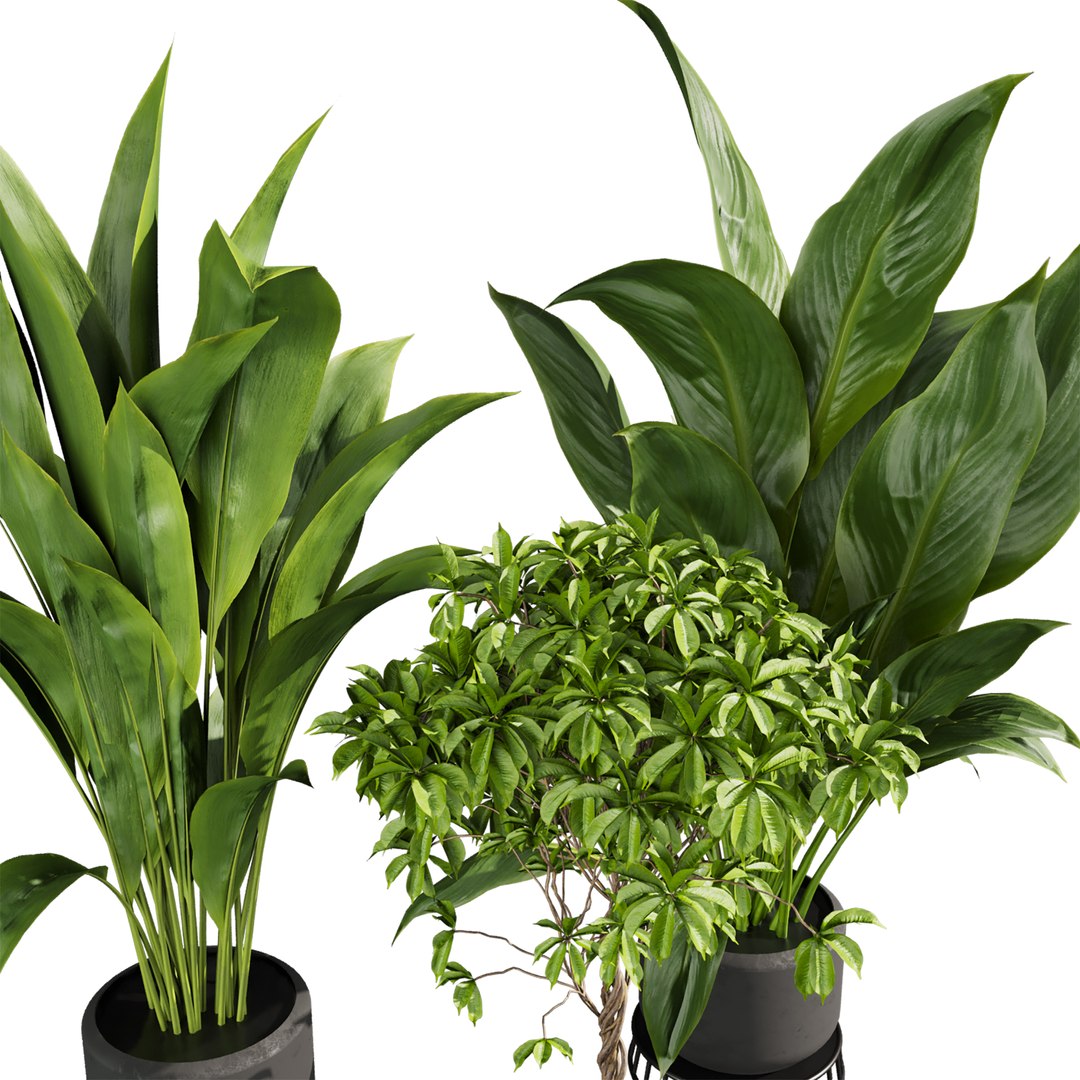 plant vol 809 - indoor - leaf - monstera - peace - lily - pothos model https://p.turbosquid.com/ts-thumb/iJ/RMCxua/y6/2/jpg/1767216765/1920x1080/fit_q87/95f5be4b7ed464631c44008e527206e8d00e9e3f/2.jpg
