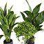 plant vol 809 - indoor - leaf - monstera - peace - lily - pothos