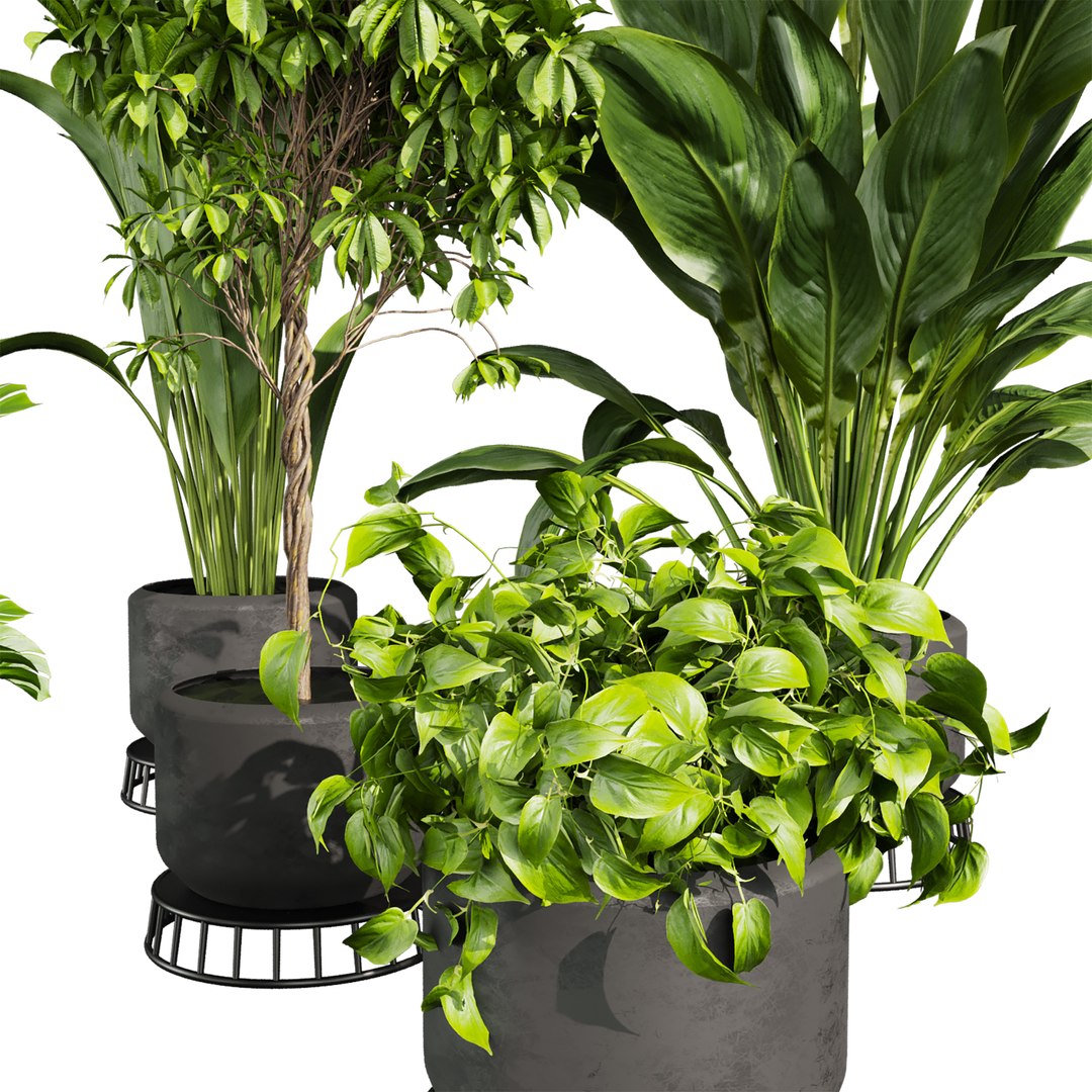 plant vol 809 - indoor - leaf - monstera - peace - lily - pothos model https://p.turbosquid.com/ts-thumb/iJ/RMCxua/zt/3/jpg/1767216766/1920x1080/fit_q87/d810ae3cf80fc43b2adbbea378a964e936b34f81/3.jpg