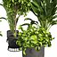 plant vol 809 - indoor - leaf - monstera - peace - lily - pothos