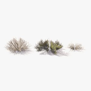 Desert Bushes 3D model