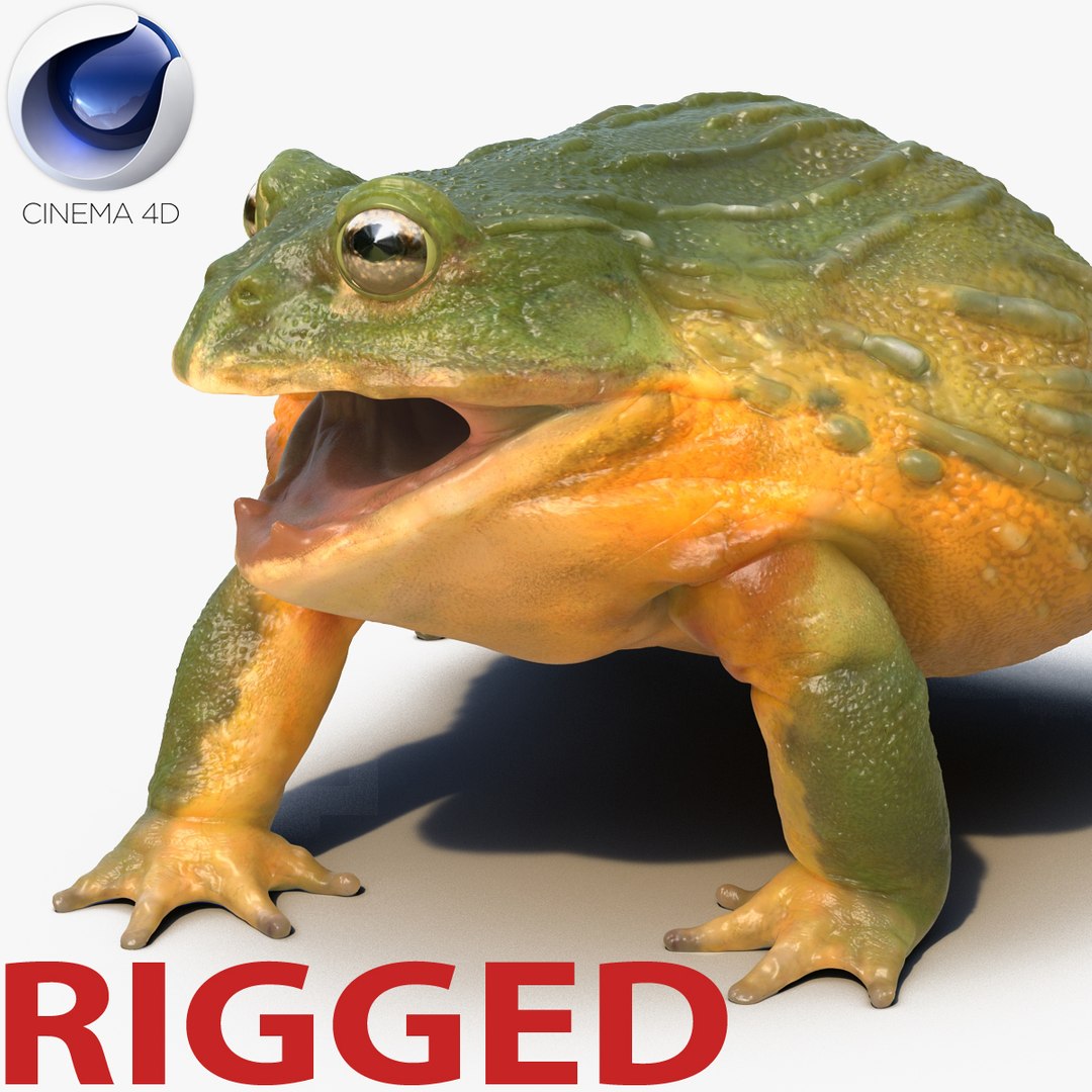 African Bullfrog Rigged for Cinema 4D 3D model preview