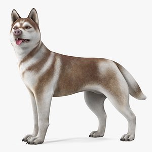 Siberian Husky Copper Standing Pose