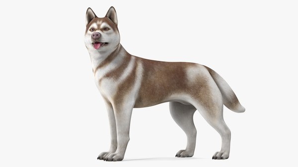 can a siberian husky live in french southern territories