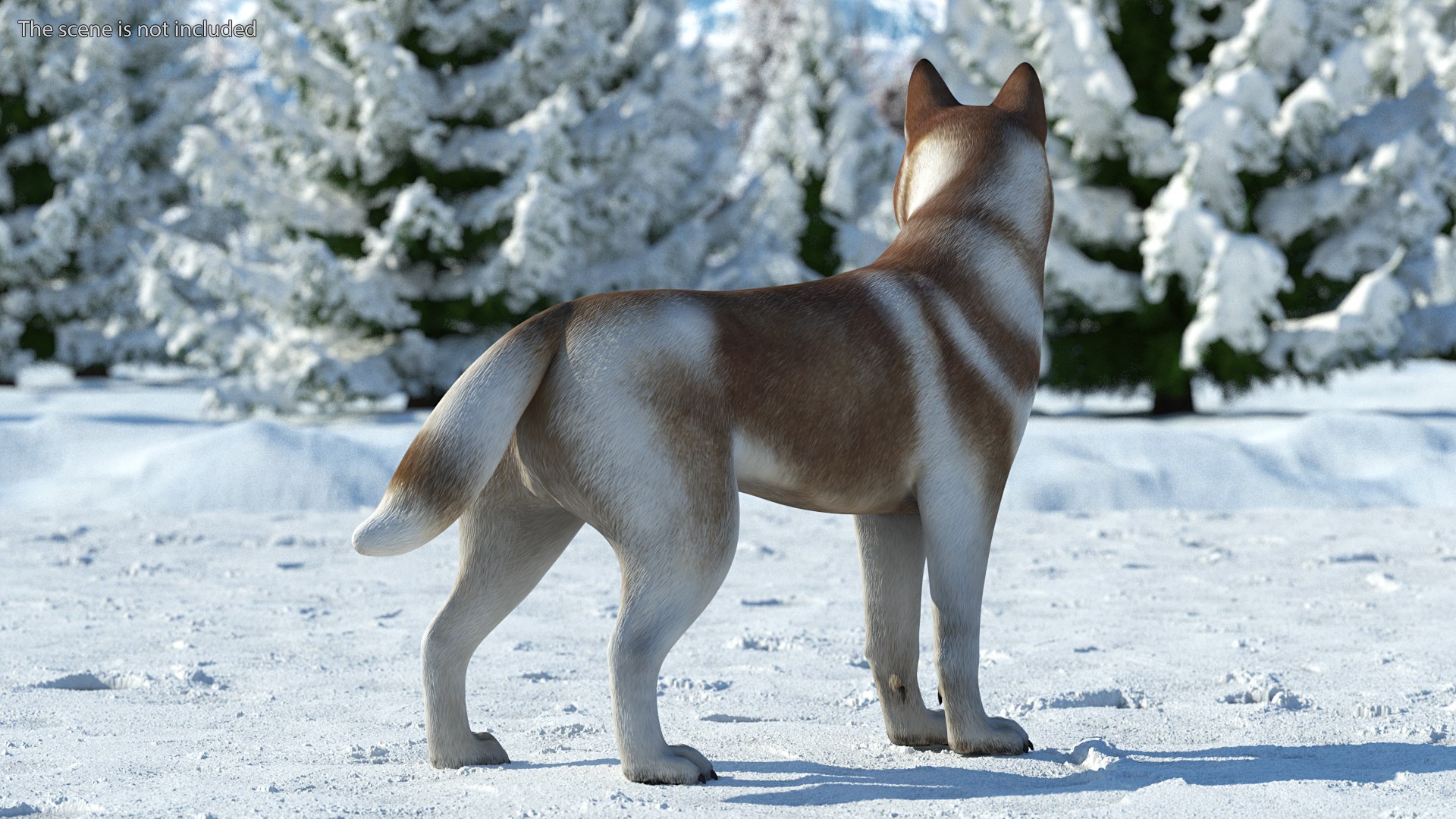 can a siberian husky live in gabon