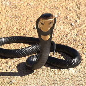 3D model dark skin cobra rigged