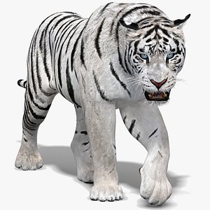 3D white tiger animation