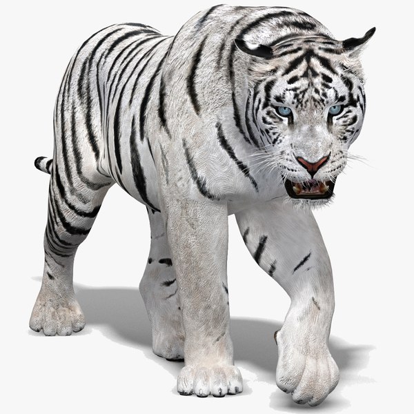 modèle 3D de Tigre Blanc Animé - TurboSquid 1444091